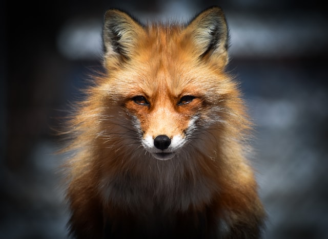 Fire Fox Animal